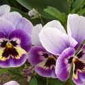 Viola hybride 'Impression Monet' 2